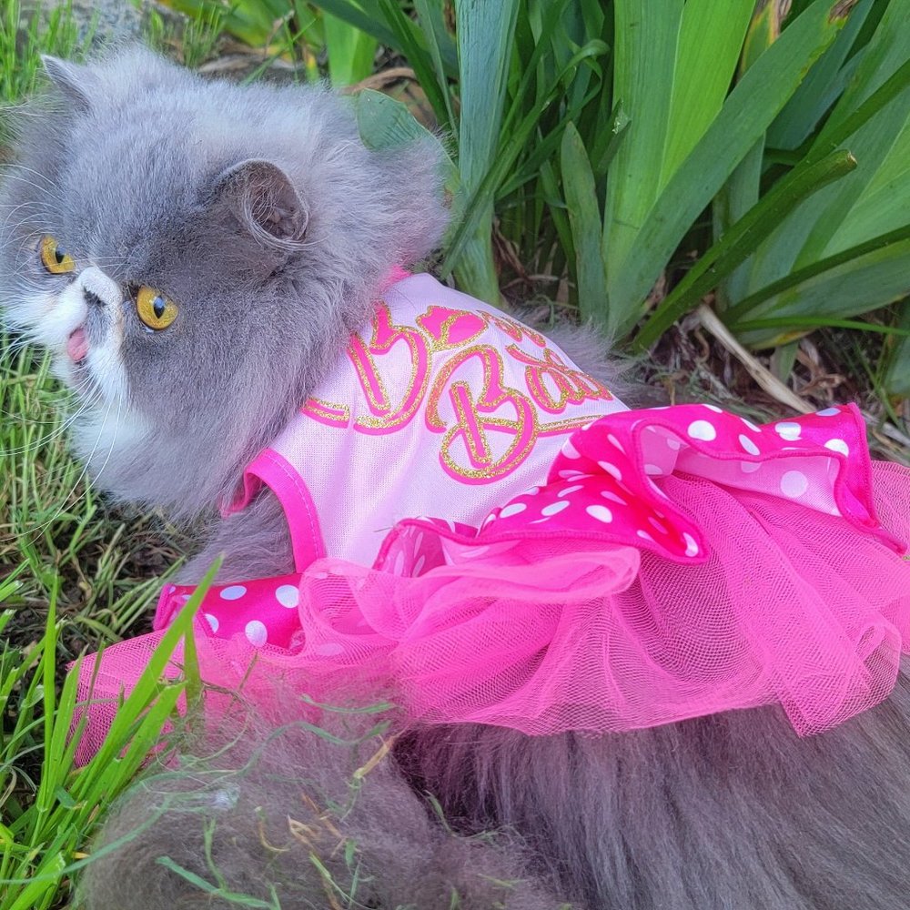 Pet Dress Dog or Cat  xs sm. med avail.. New w/ Tag!